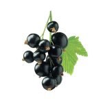 Blackcurrant (Cassis) Puree Frozen